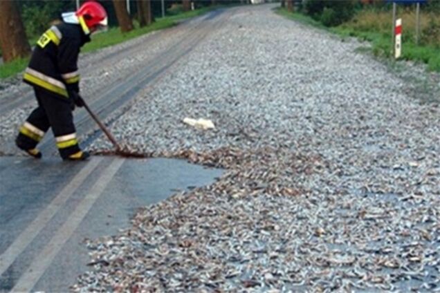 У Польщі шосе засипало сардинами