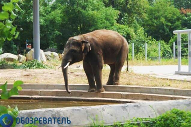 Слон в Киеве. Хорас приехал и ждет
