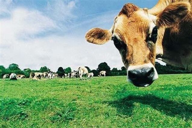 Французские коровы принимают по две бутылки вина в день 