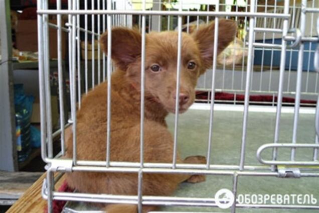 Что скрывают на Птичьем рынке?