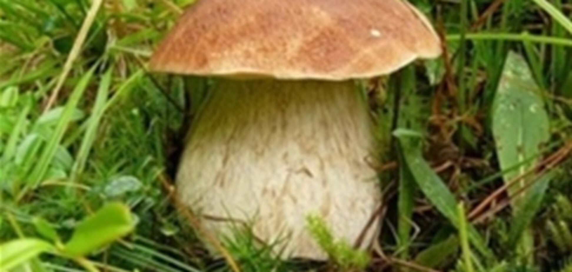 Грибы помогут излечить рак