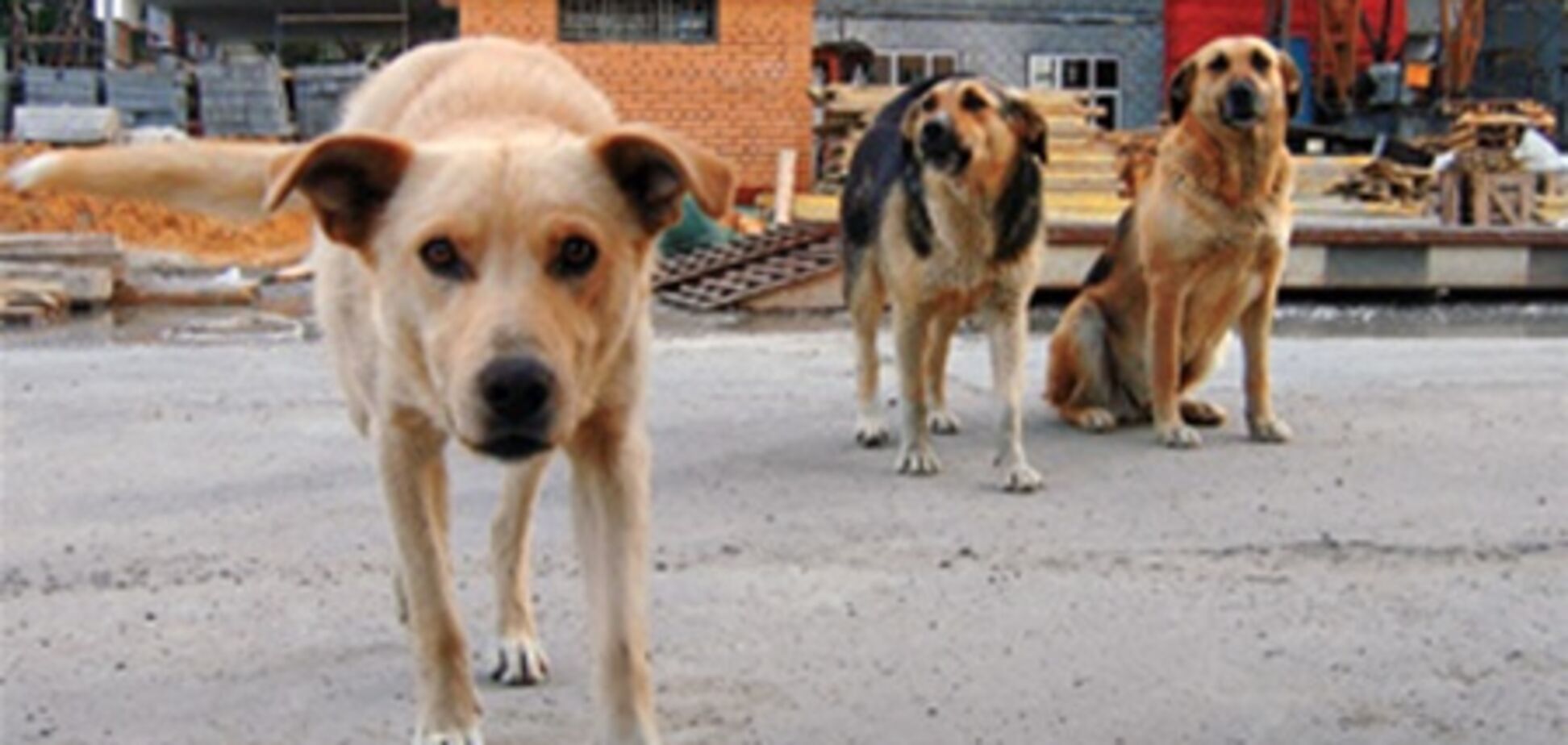 В Одесі бродячі собаки покусали вагітну жінку