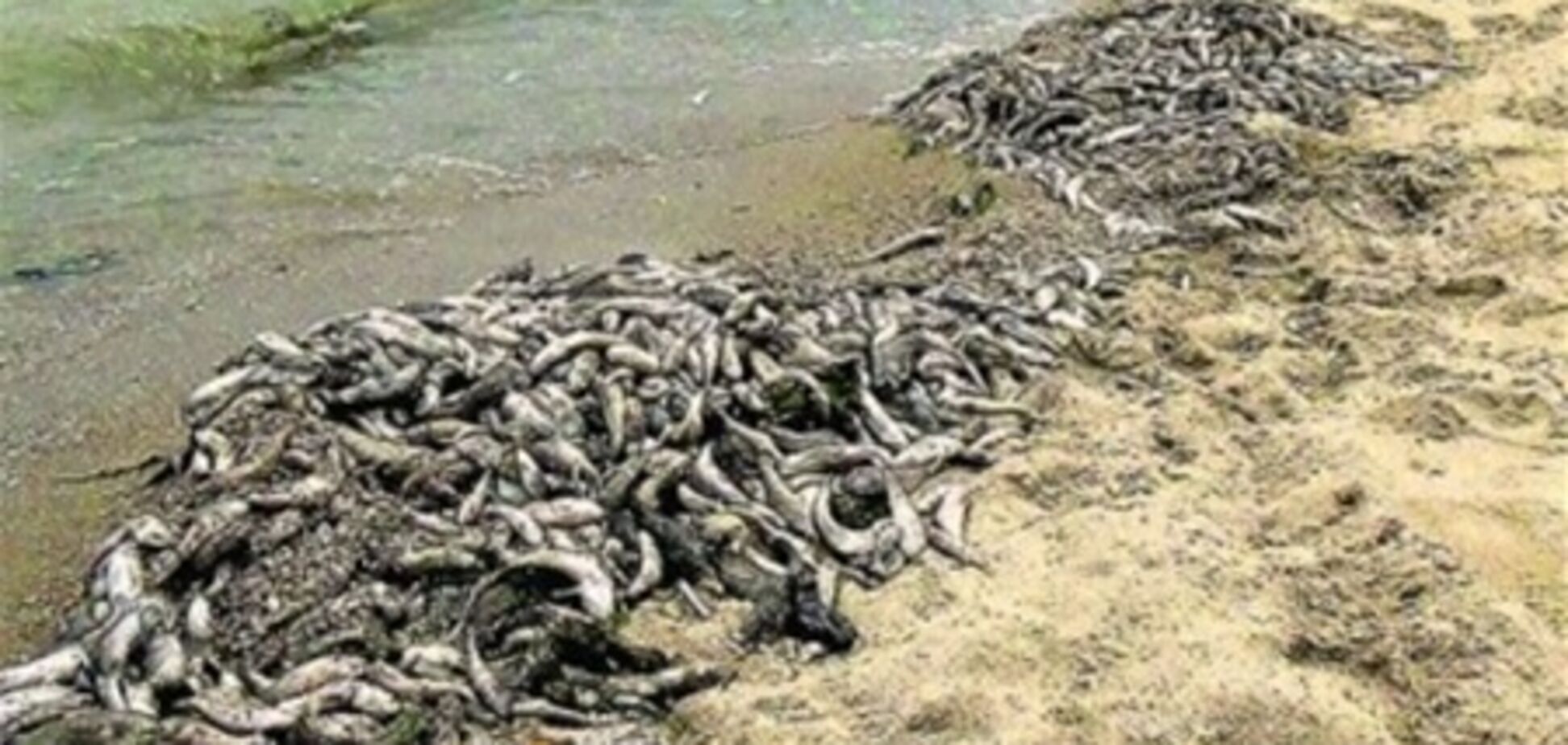 Пансионаты на Азовском море опустели из-за мертвой рыбы