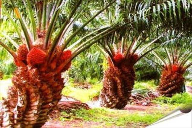 Пальмовое масло признано самым вредным для здоровья