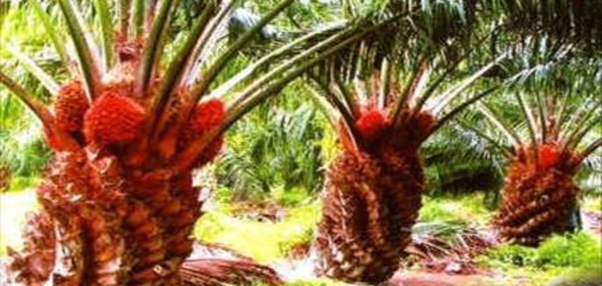 Пальмовое масло признано самым вредным для здоровья