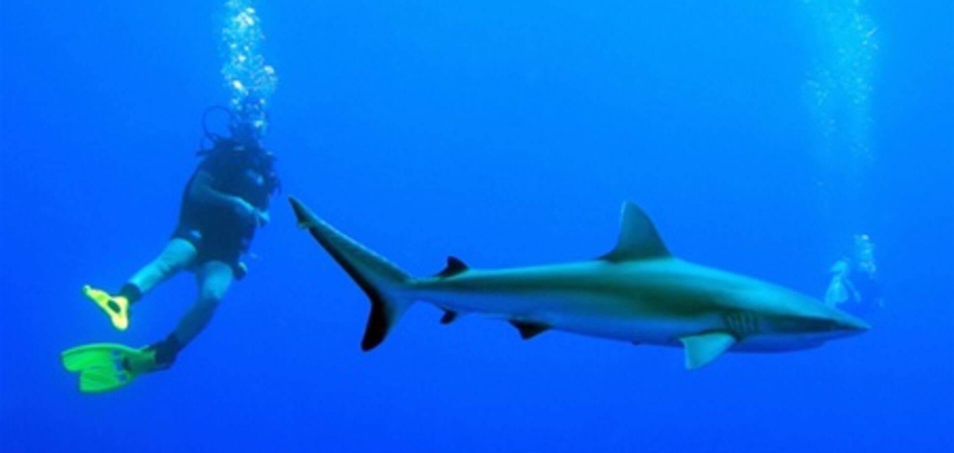 В Дубае можно безопасно поплавать с акулами