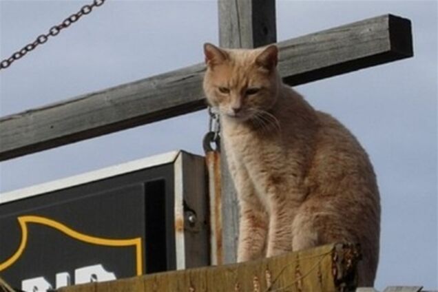 4 животных, которые победили на выборах мэра