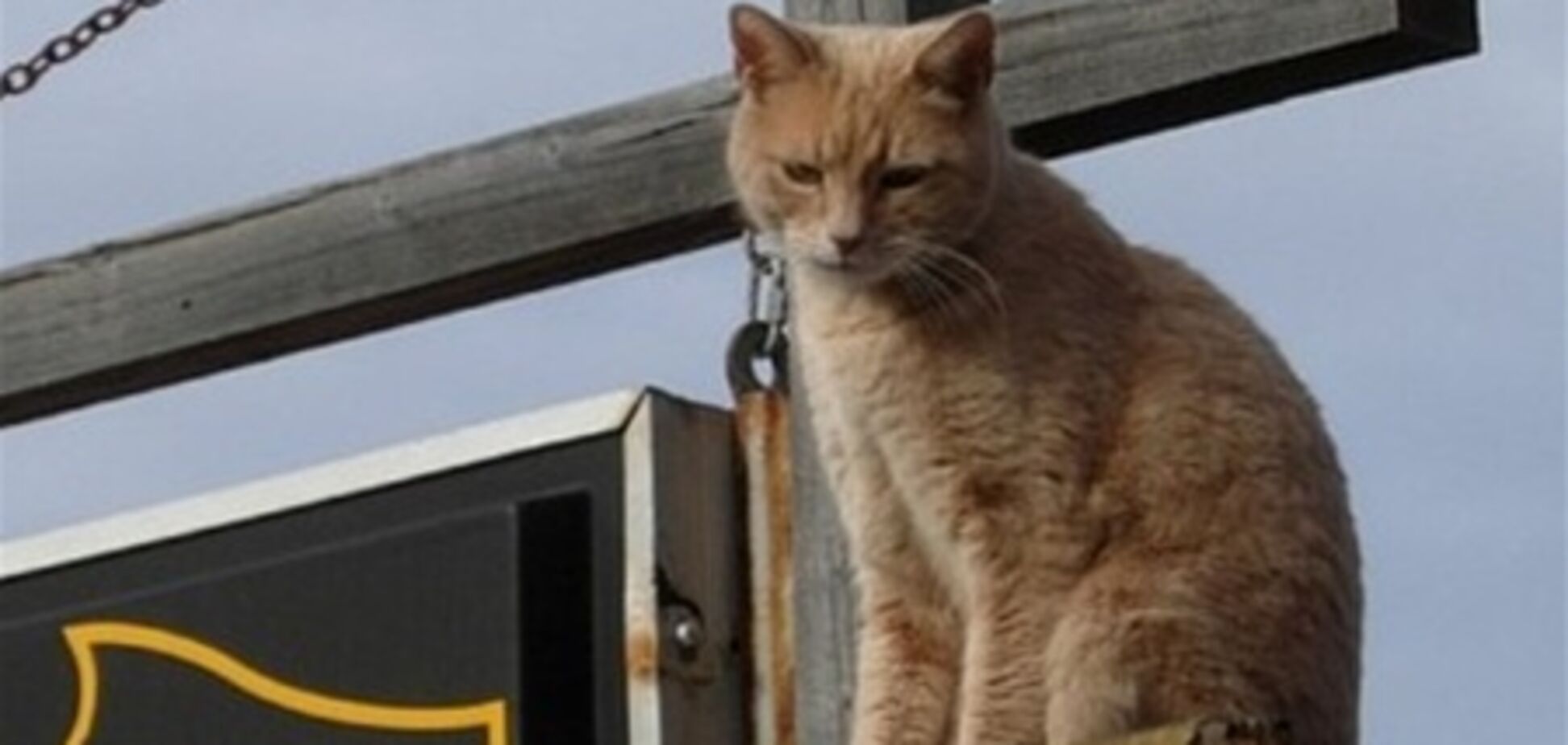 4 животных, которые победили на выборах мэра