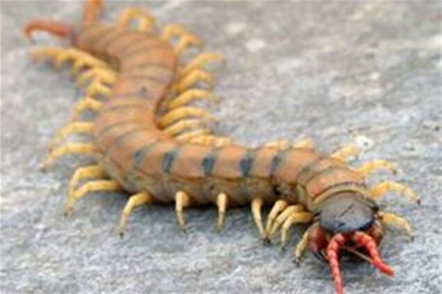 Чем опасен отдых дикарем в Крыму. Фото