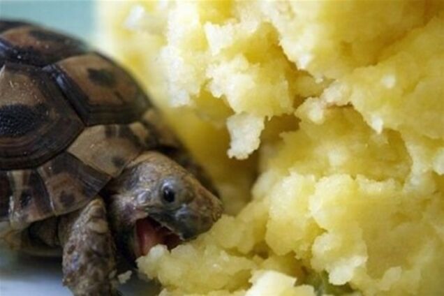 Сколько стоит быть гуманистом