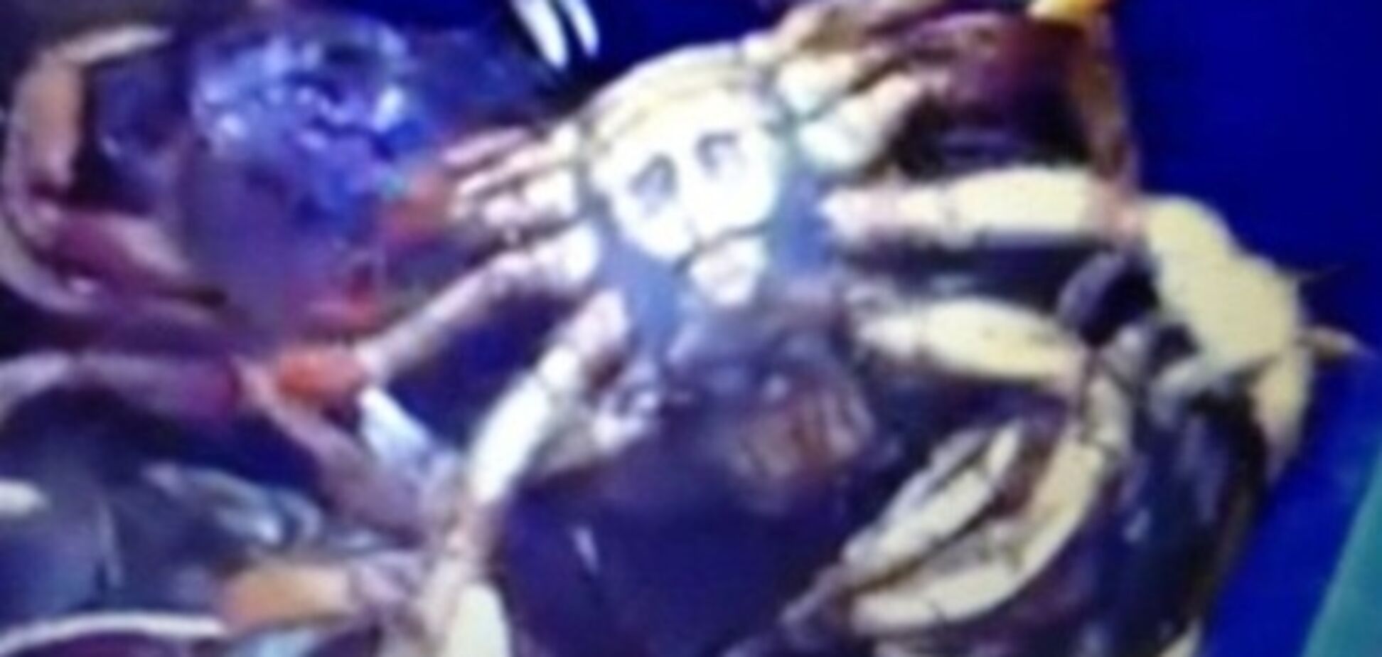 У США рибалки зловили краба з 'обличчям' бен Ладена