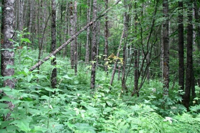 Страшна знахідка в Росії: 50 мертвих немовлят у лісі