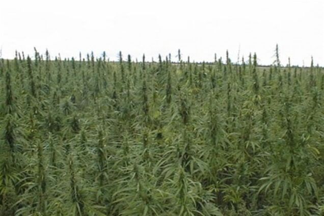 В Ливане фермеры с минометами отбили у армии поля марихуаны