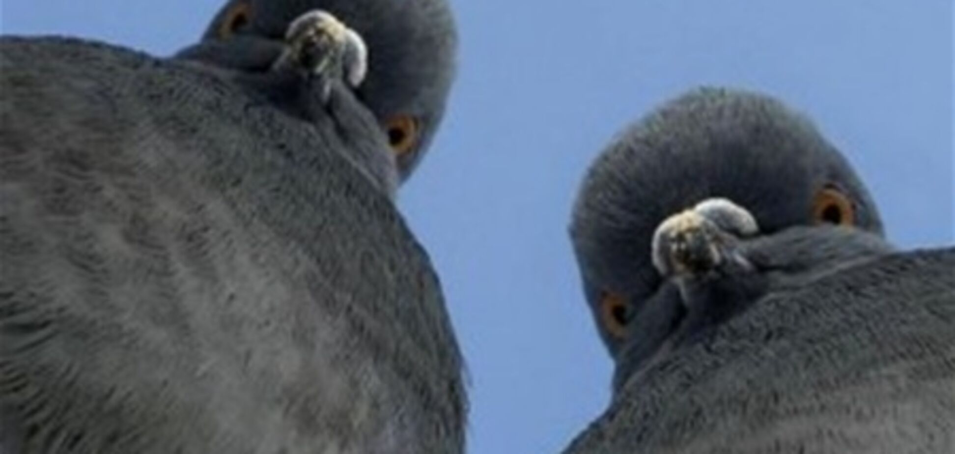 Заммэра Сум предложил напоить голубей вином