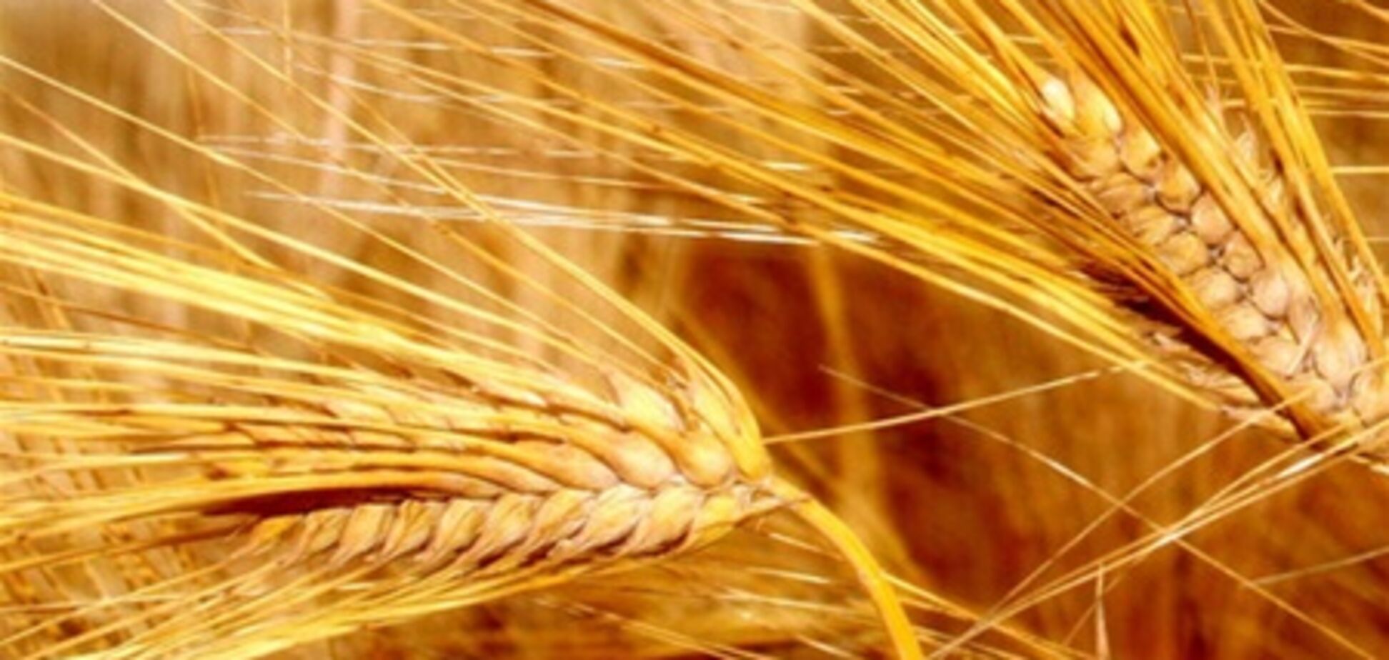 Украинская пшеница подорожала до максимума