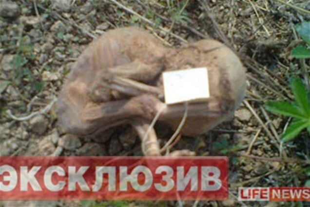 Число эмбрионов, найденных в лесу на Урале, достигло 250