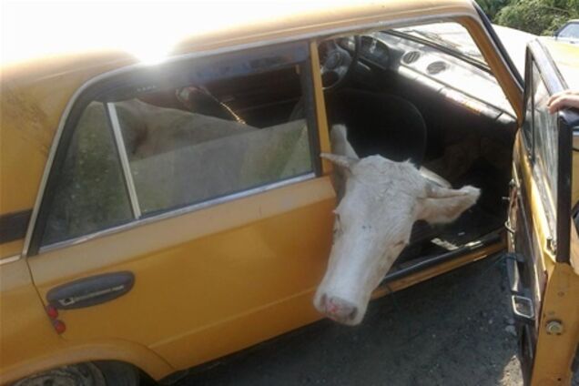 Вор перевозил корову с ягненком в салоне 'Жигулей'. Фото