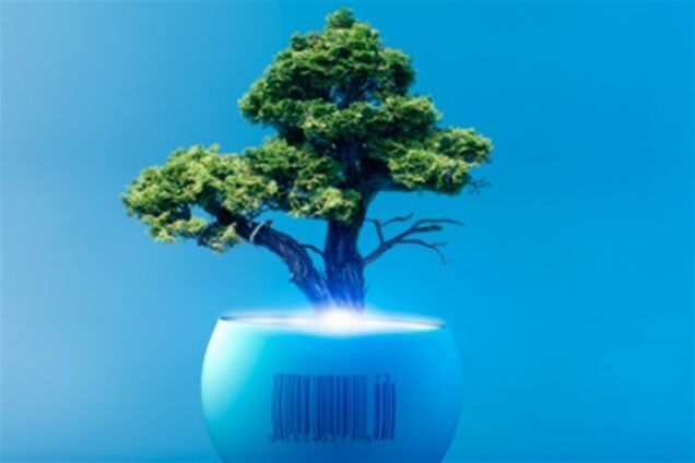 Что такое бонсай и как его вырастить