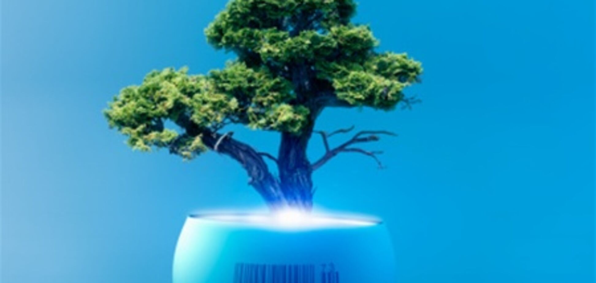 Что такое бонсай и как его вырастить