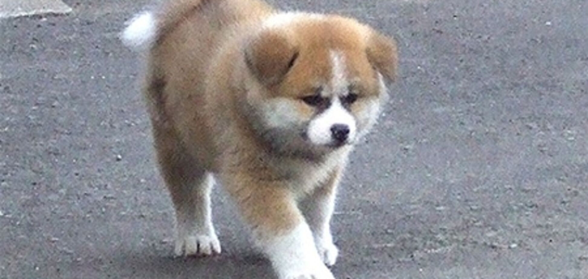 Путину доставили ценнейший подарок из Японии