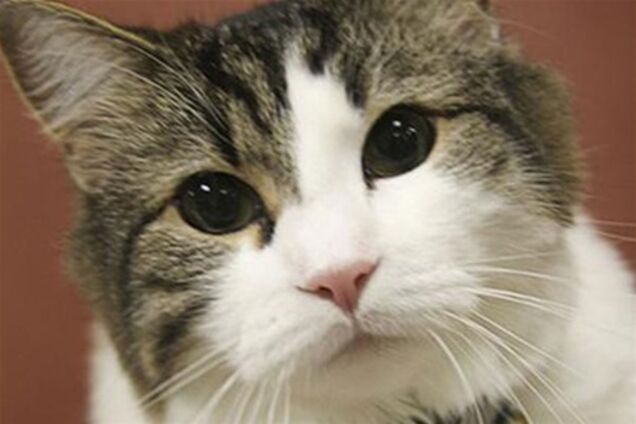 8 историй, доказывающих, что у животных есть душа. Фото