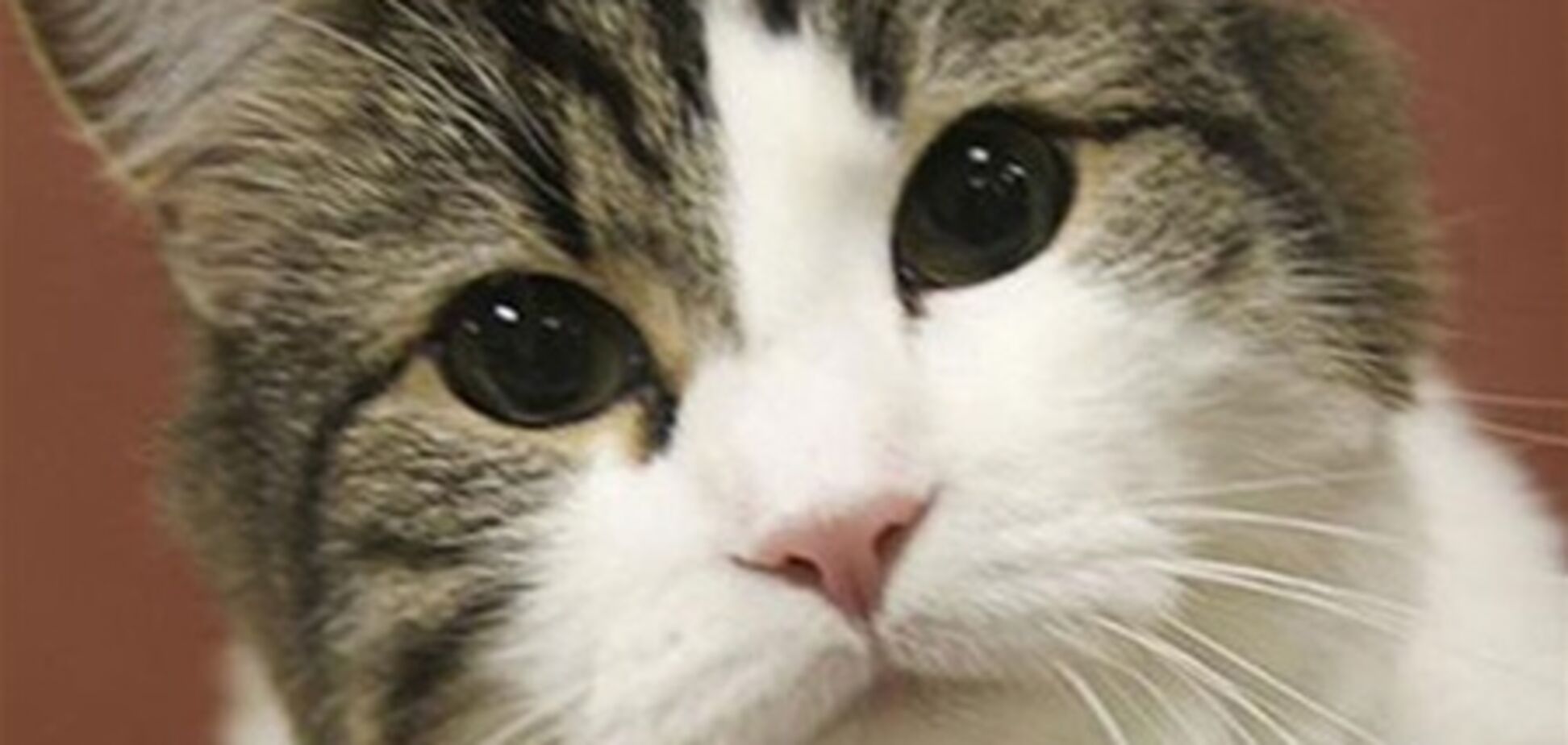 8 историй, доказывающих, что у животных есть душа. Фото