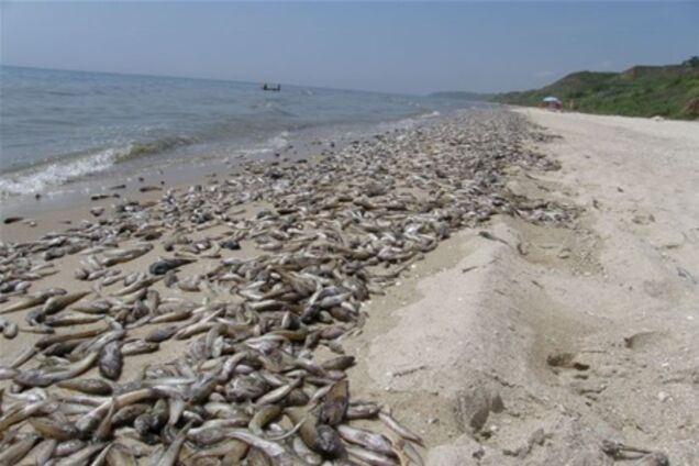 Азовское море выбросило на берег 50 тонн мертвой рыбы