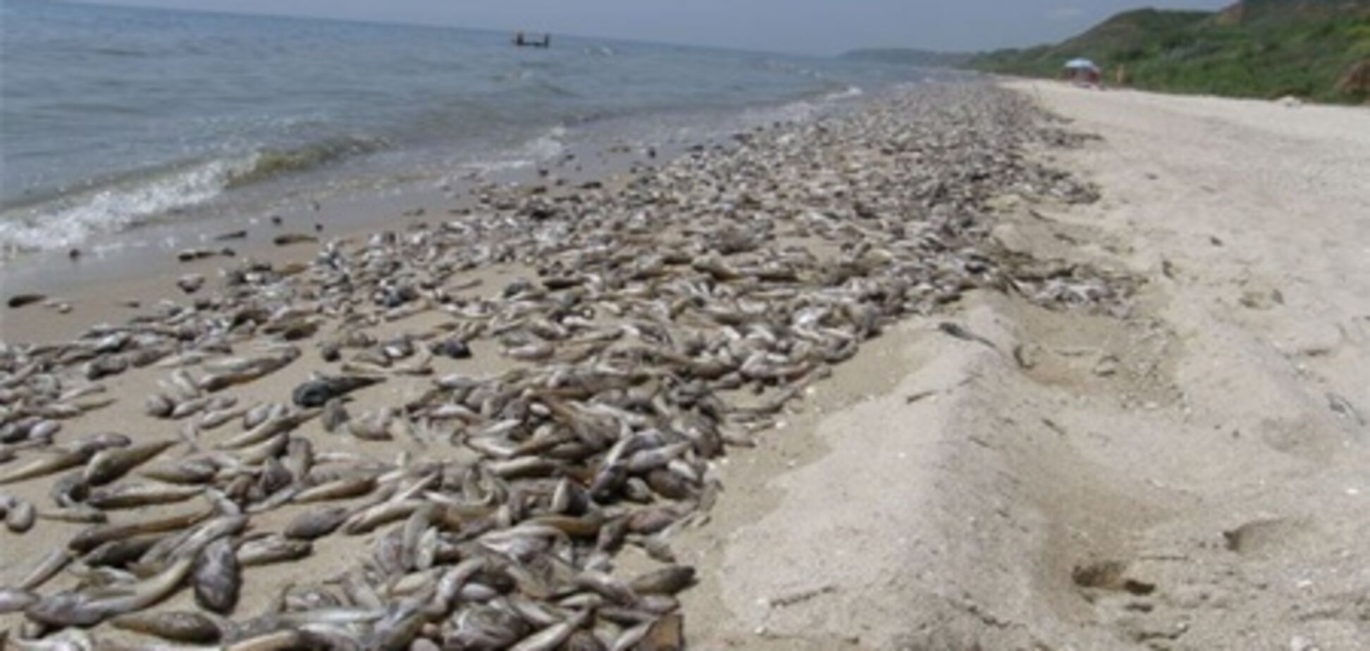 Азовське море викинуло на берег 50 тонн мертвої риби