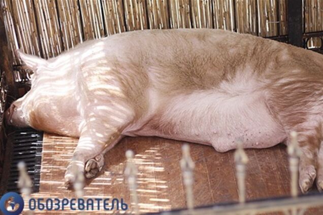 Хряк Фунтик похудел в киевской фан-зоне