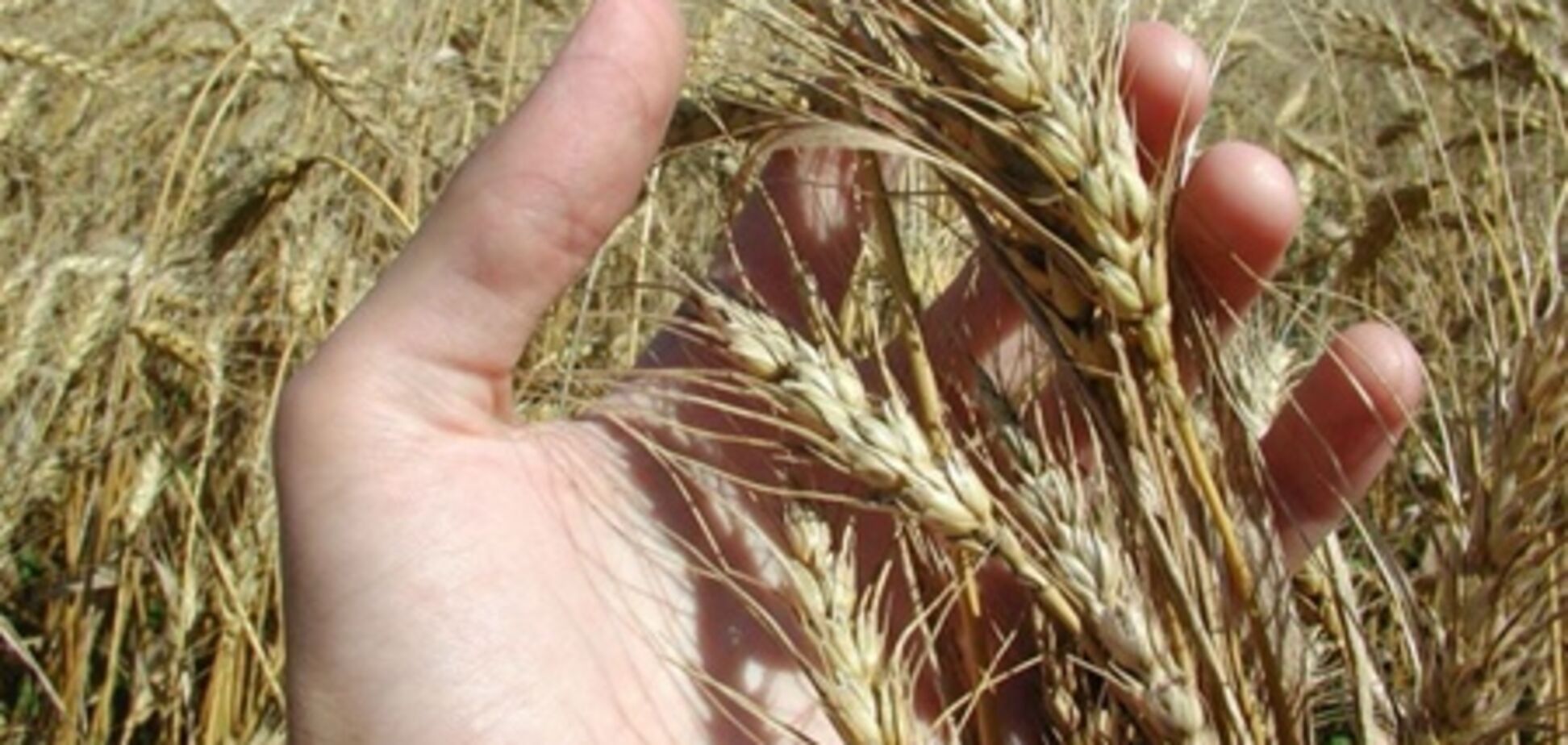 Міністр АПК Присяжнюк особисто перевіряє, як збирають урожай в областях