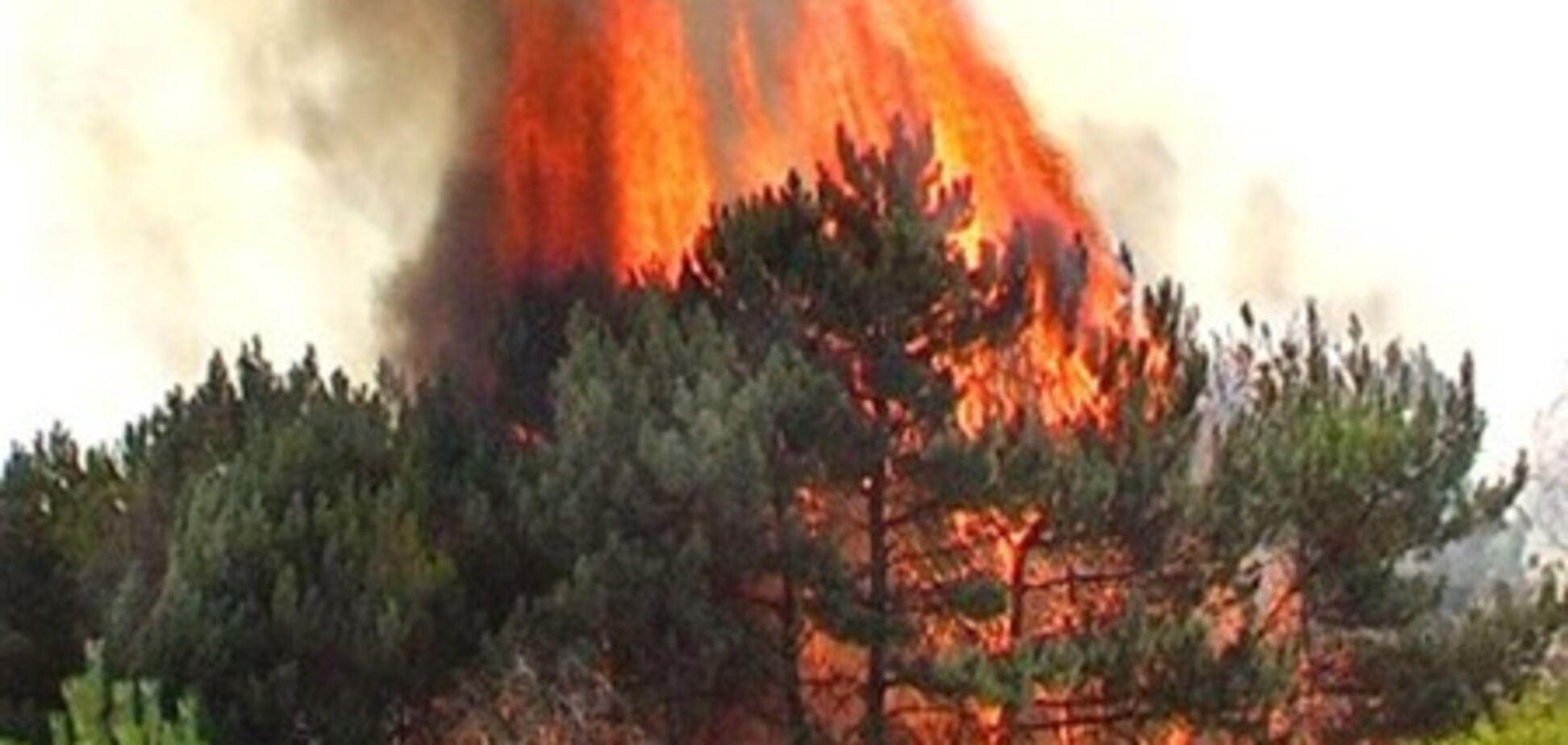 В Херсонской области горело 100 га леса