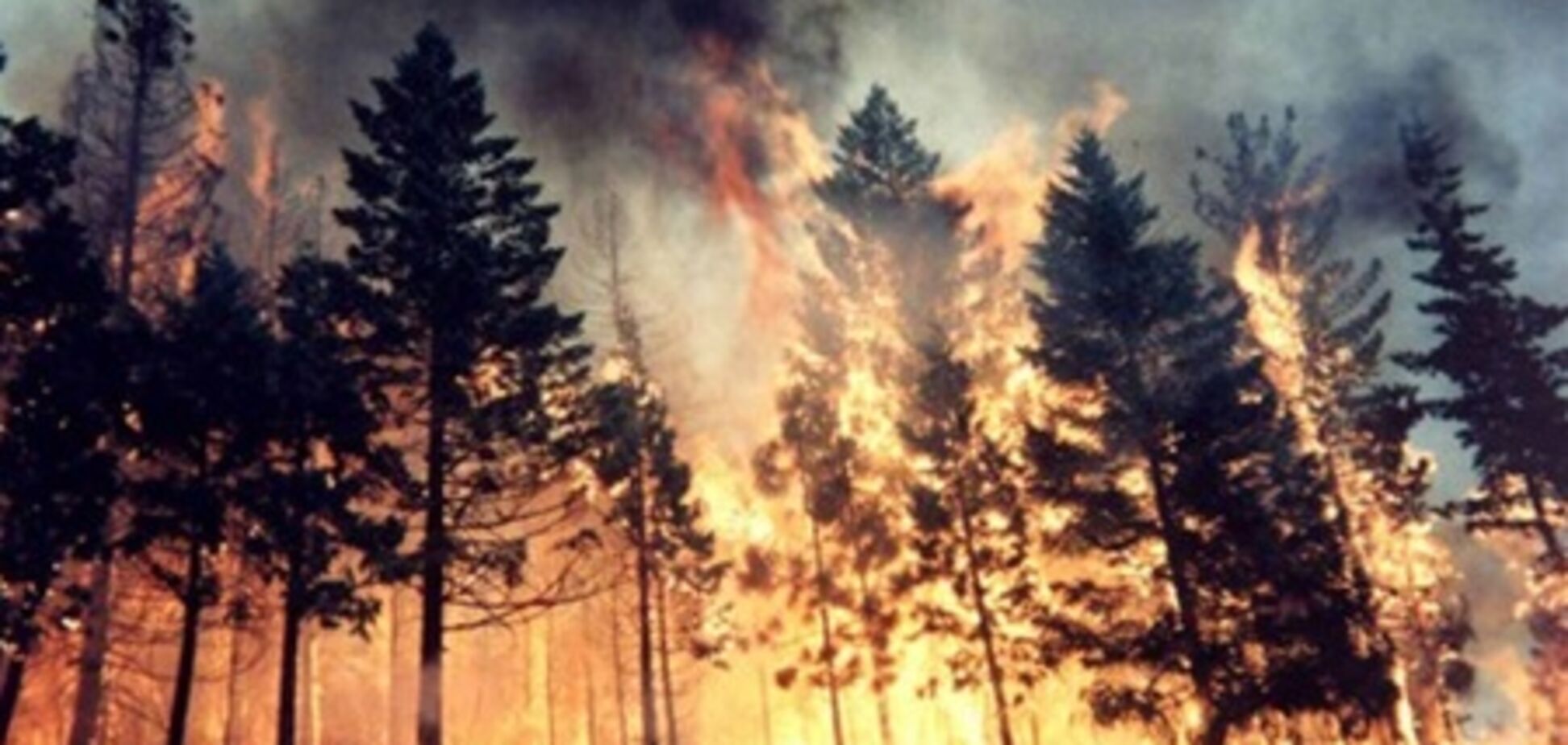 Стала відома причина пожежі в Ялтинському заповіднику