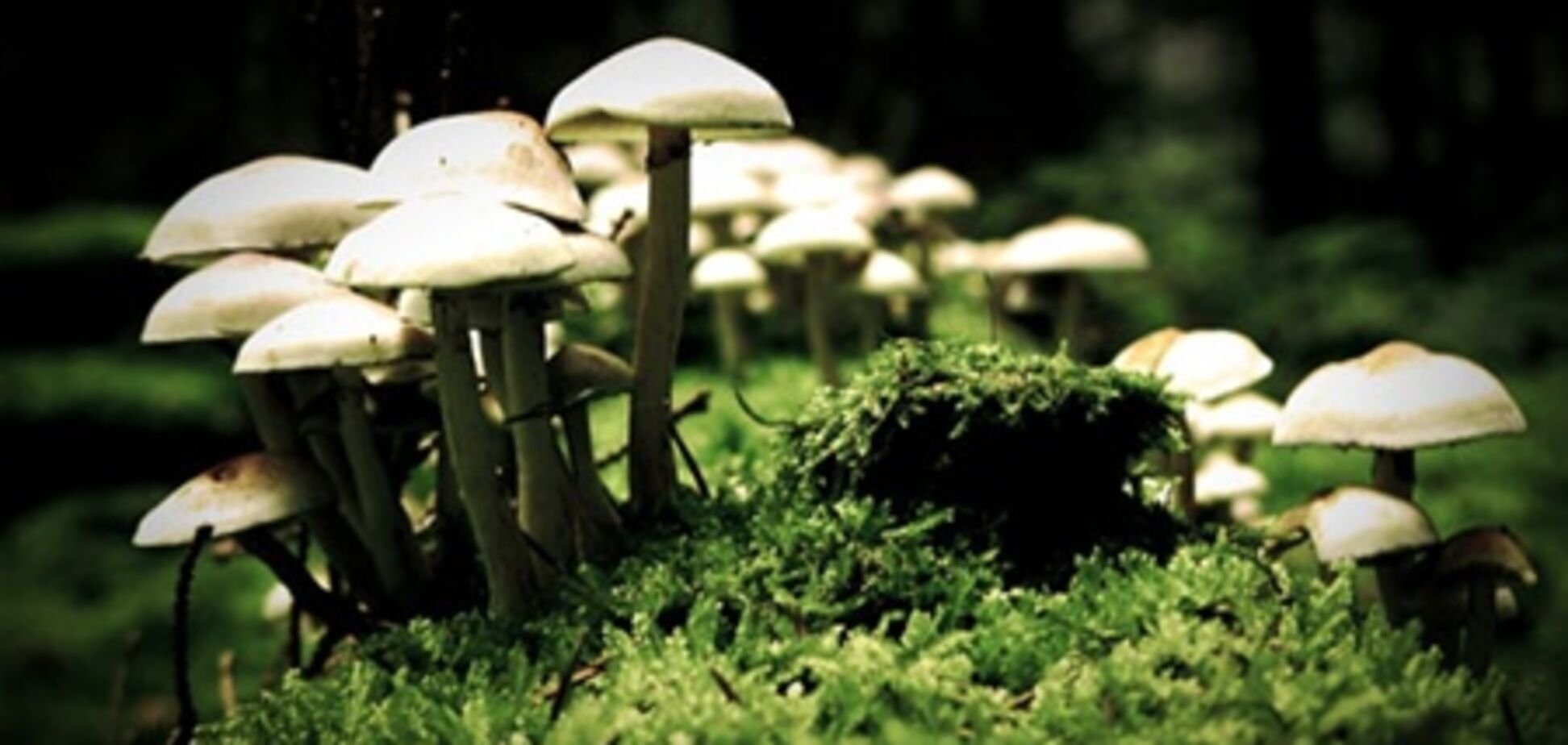 Жертвы грибного сезона