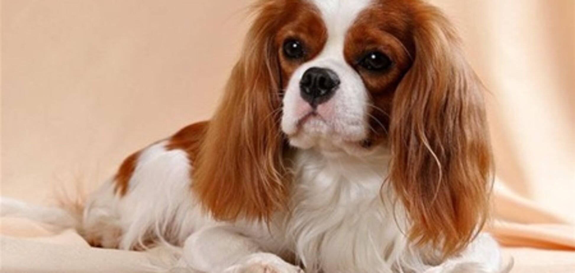 Собака предупредила хозяйку о раке груди