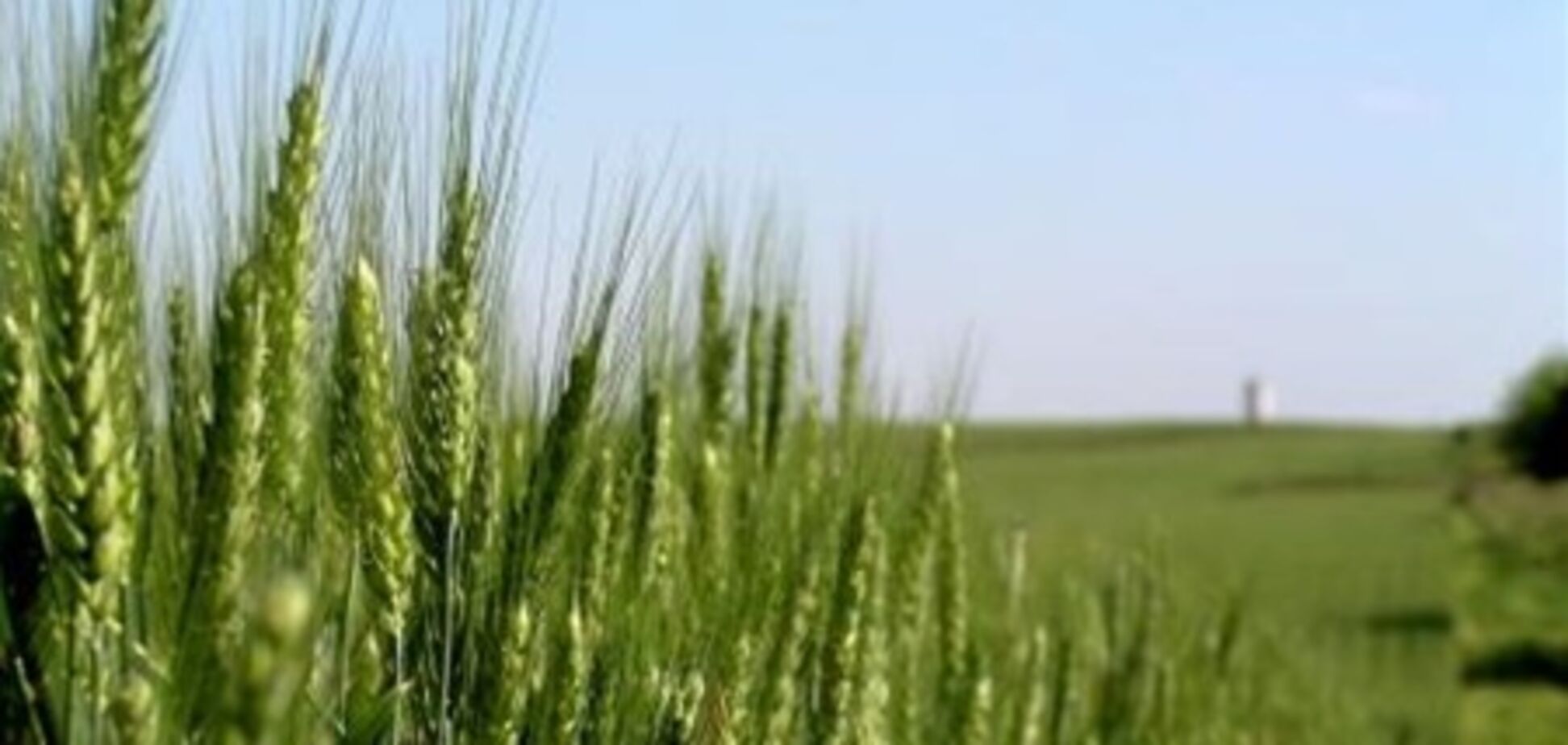 Експерти підказали, як вивести тваринництво з кризи