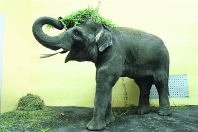 В киевском зоопарке покажут нового слона