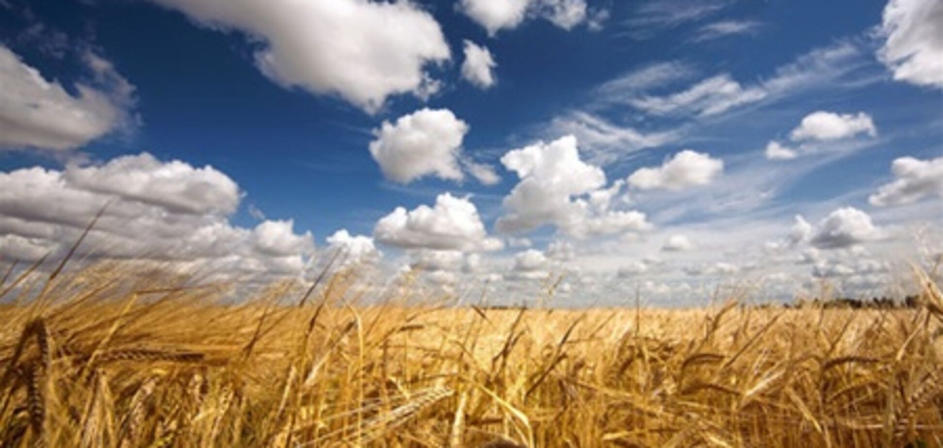 Жара почти добила украинский урожай - эксперты
