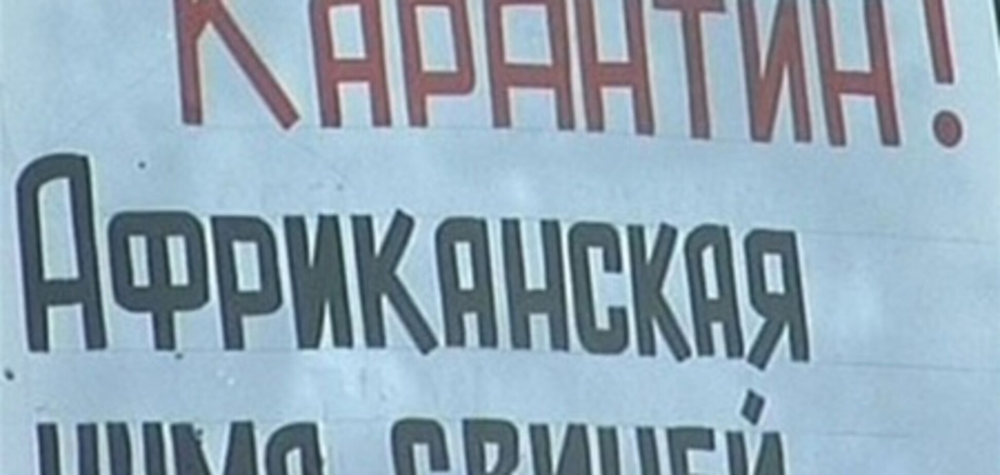 В Украине выявлен вирус африканской чумы свиней
