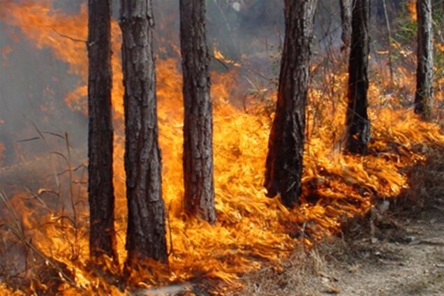 На Херсонщине горело 100 га леса