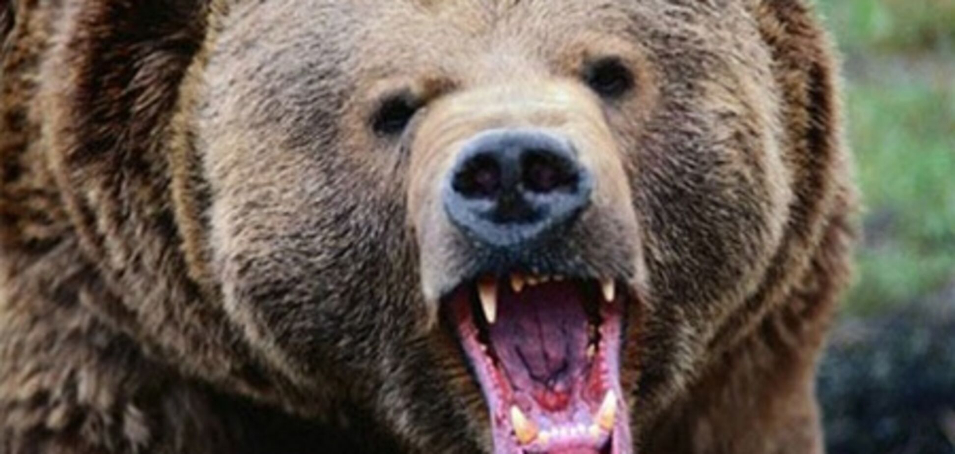 У Норвегії в будинок вломилися ведмеді: з'їли мед і випили 100 банок пива