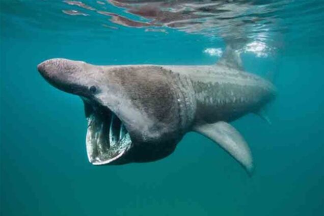 У берегов Сардинии появилась гигантская акула