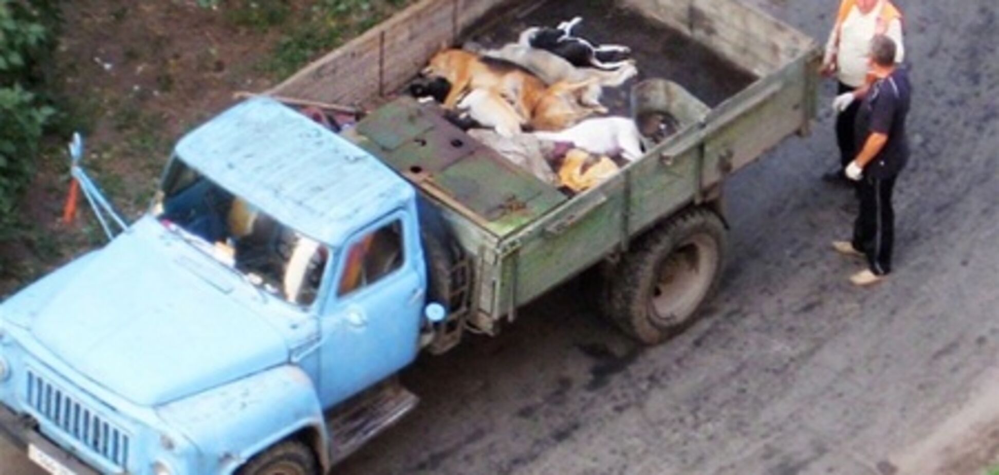 Истребители собак, или Современный зоофашизм по-киевски