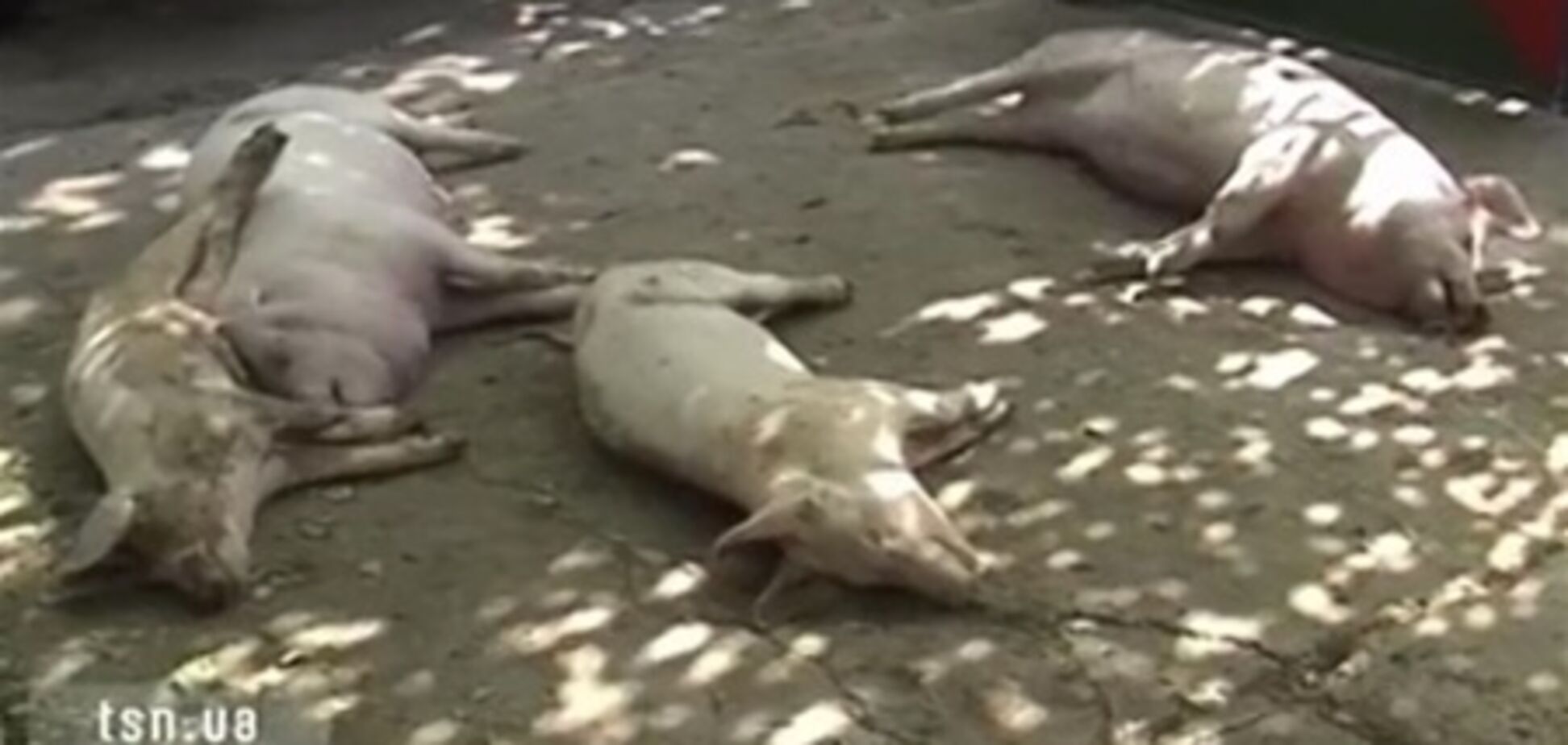 Селянам, потерявшим скот из-за африканской чумы, выделили 480 тыс. грн