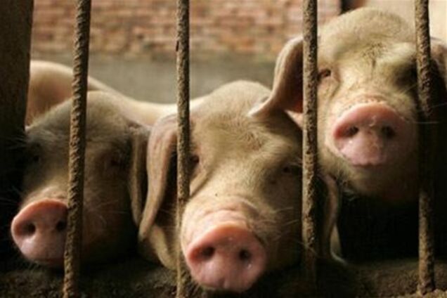 Госветслужба запретила вывозить свинину из Запорожской области