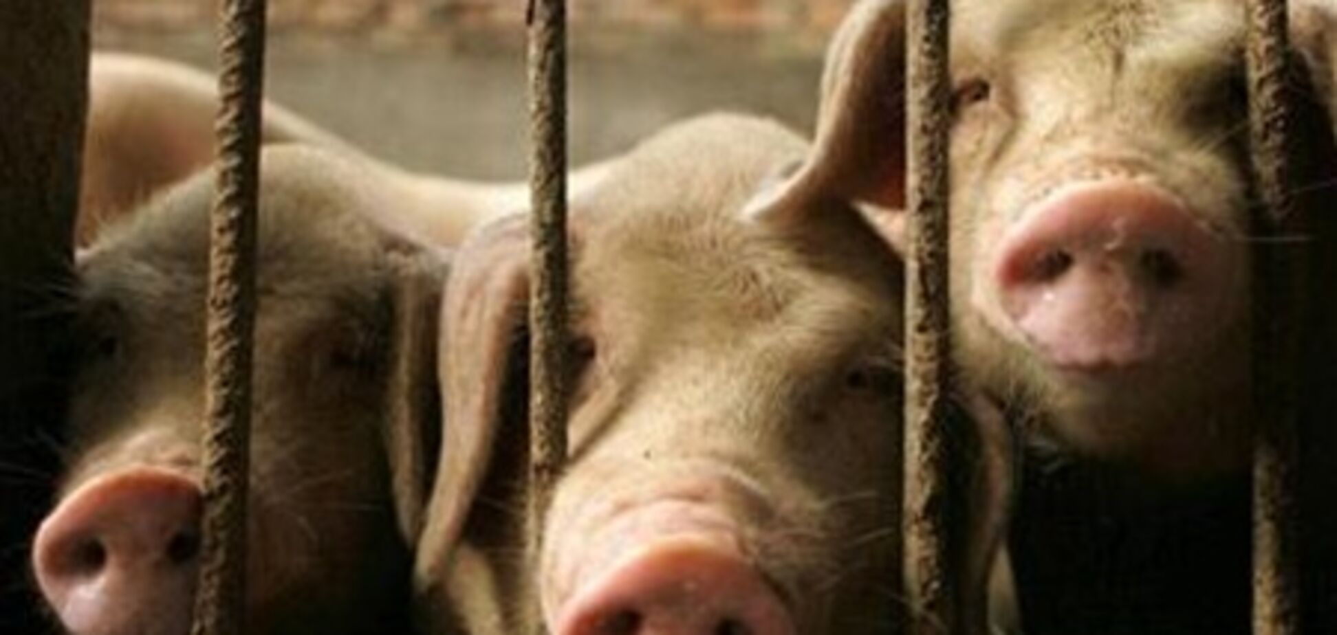 Госветслужба запретила вывозить свинину из Запорожской области