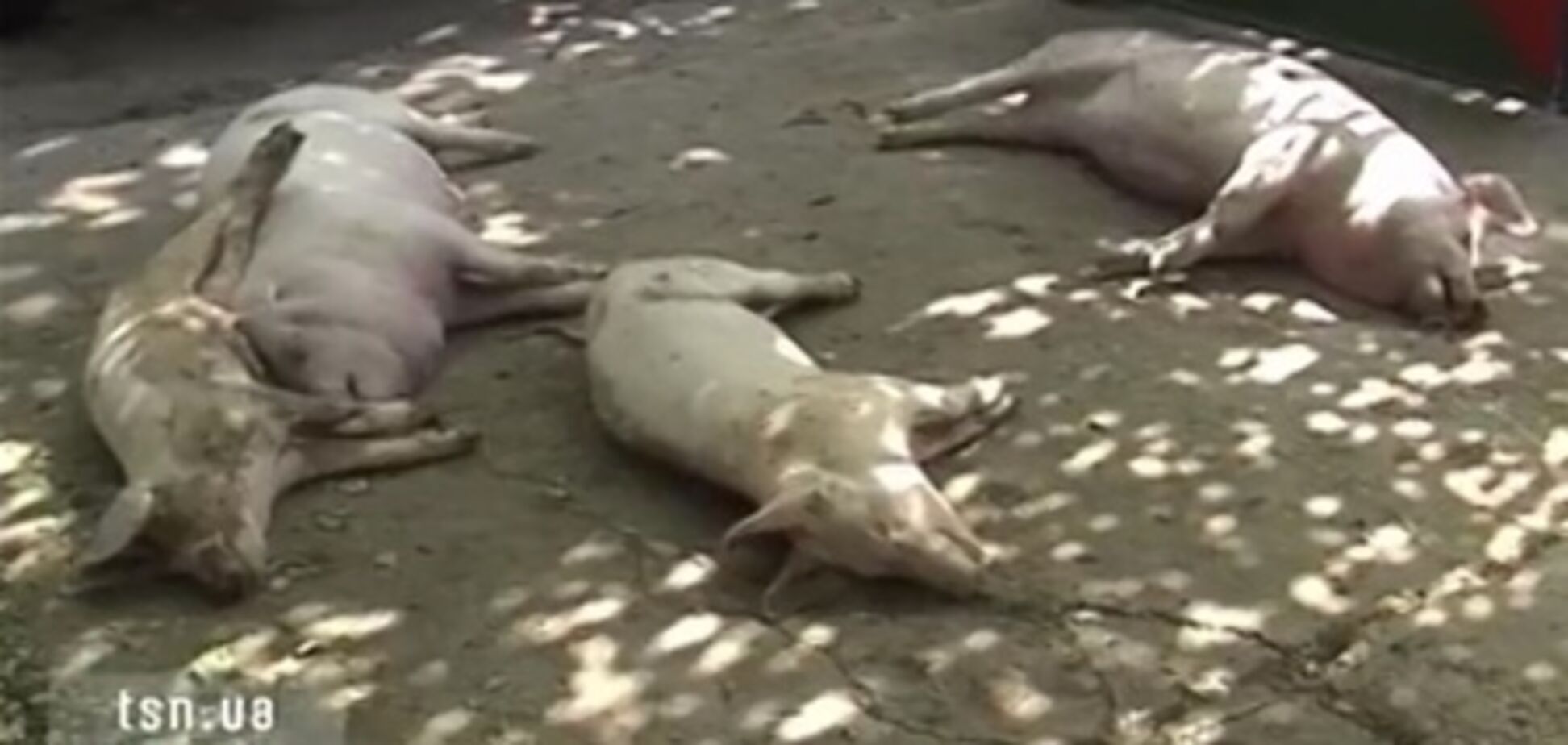 Вспышка африканской чумы: в Запорожье уничтожают свиней