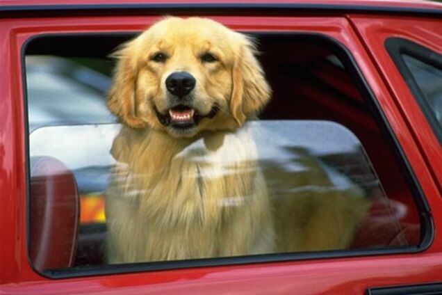 10 правил путешествия с животными