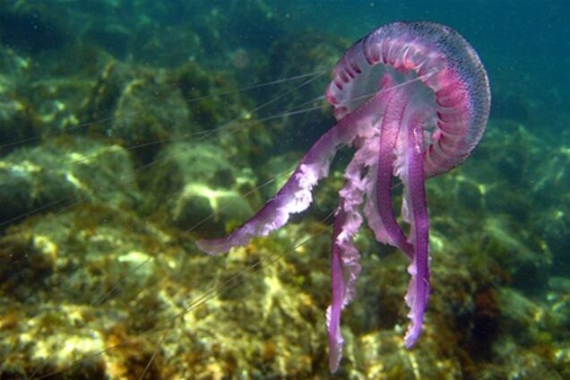 В Испании нашествие медуз