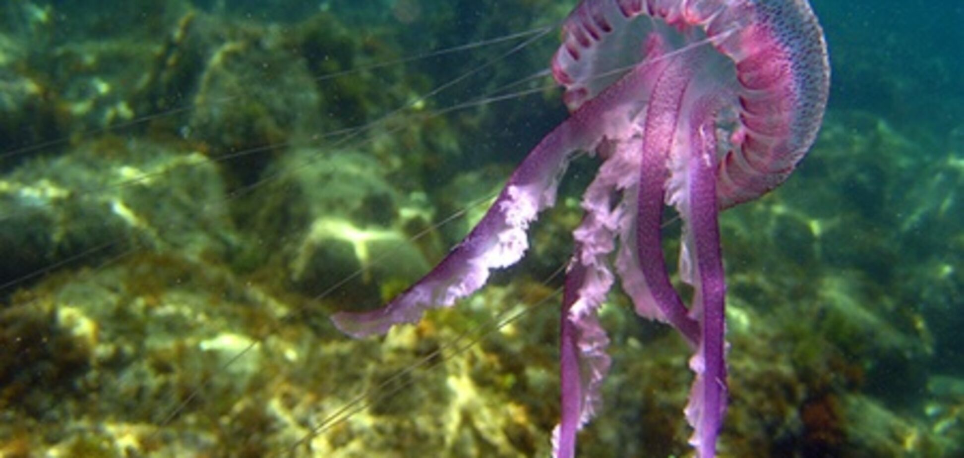 В Испании нашествие медуз