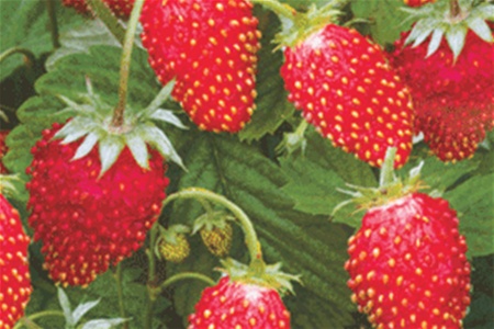 Земляника - самая полезная ягода